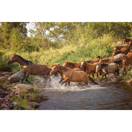 River Horses II by P.H. Burchett - Wrapped Canvas Photograph