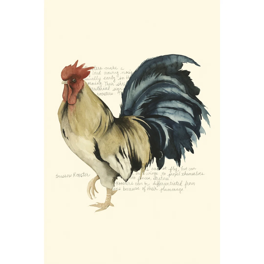 Rooster''s Crow II
