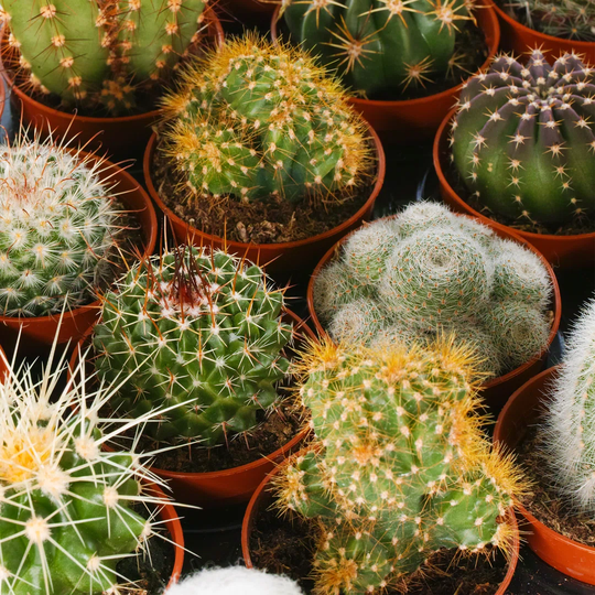 3 Piece Cactus Mix Set