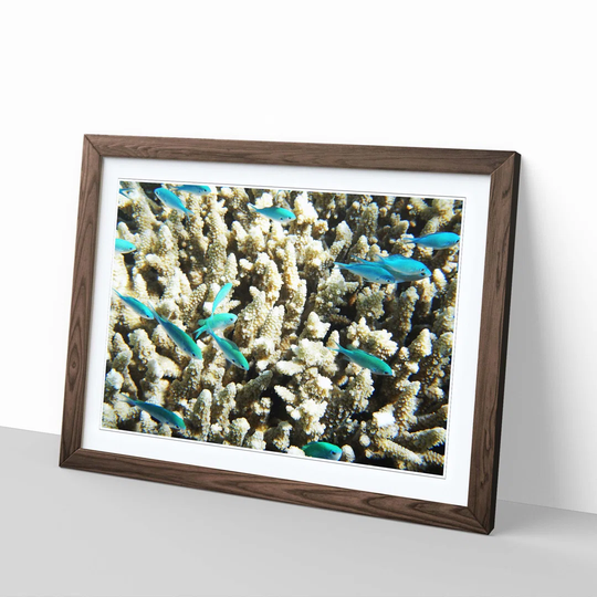 'Great Barrier Reef Fish Coral' Framed Photographic Print