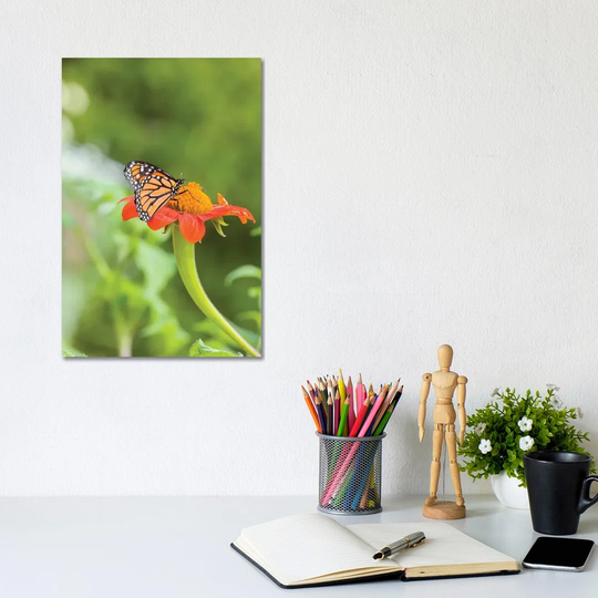 Close-Up Of Monarch Butterfly Perching On Flower, Northeast Harbor, Maine, USA 1PC3