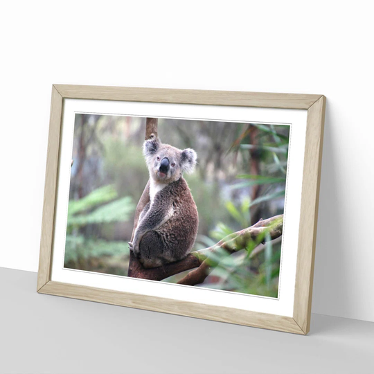 'Koala Bear 5' Framed Photographic Print