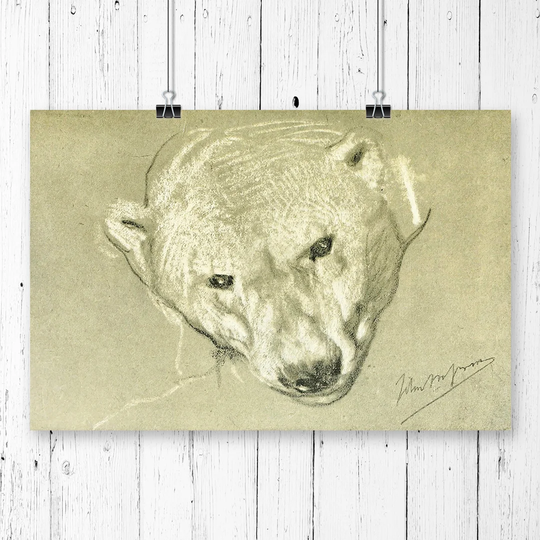 'Vintage John Macallan Swan Study of a polar bear' Graphic Art