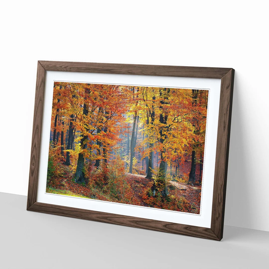Landscape Forest in the Autumn - Picture Frame Photographic Print on Paper