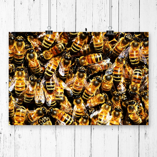 'Honey Bee' Photographic Print