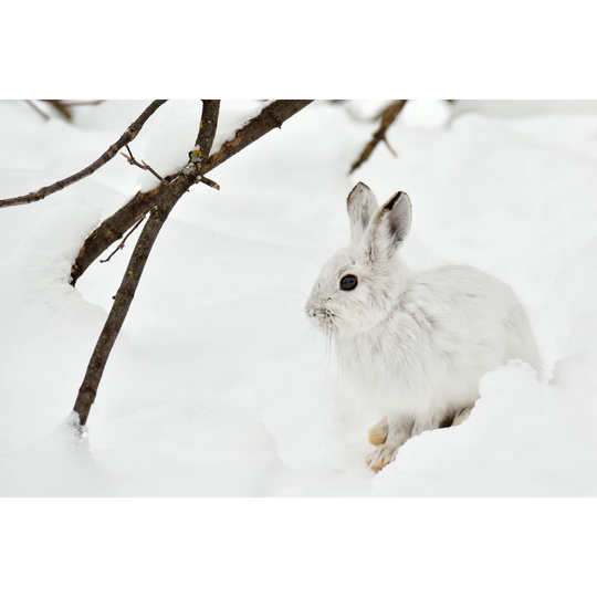 Motionless Polar Hare