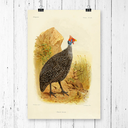 'Vintage Numida Tiarata' by J.G. Keulemans Graphic Art