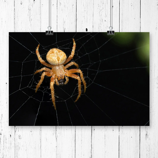 'Spider Cobweb' Graphic Art