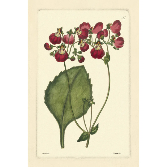 Red Curtis Botanical IV - Wrapped Canvas Art Prints