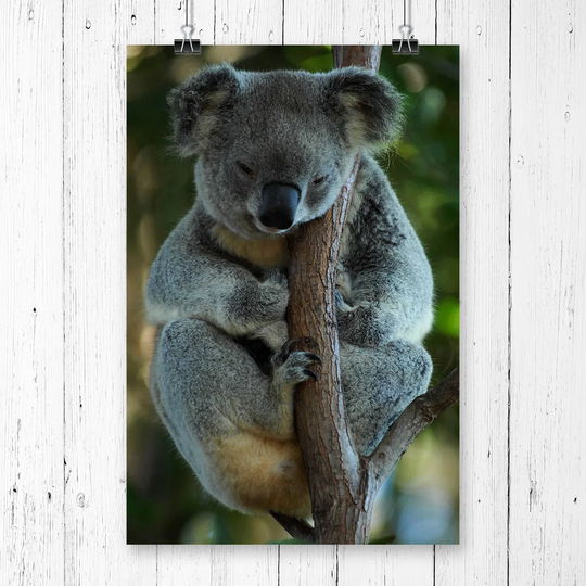 'Koala Bear' Graphic Art