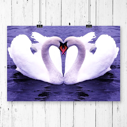 'White Swan on a Lake' Photographic Print