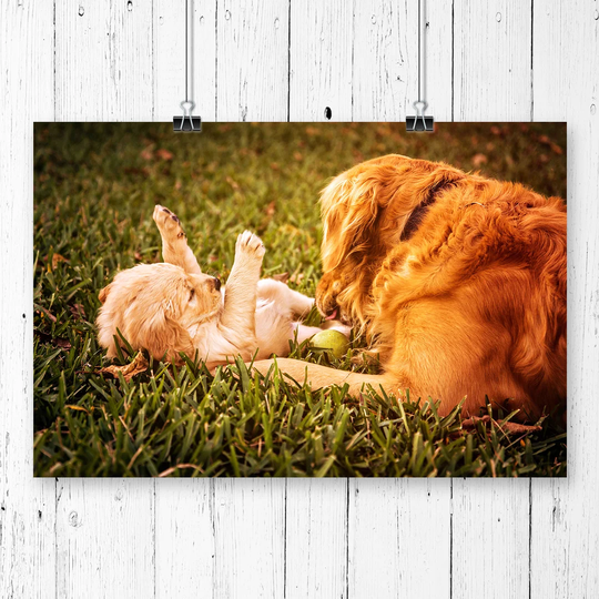 'Golden Retriever Dog and Puppy' Graphic Art
