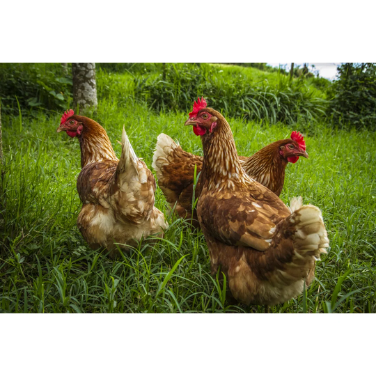 Free Range Chickens Under the Tree by Whitepointer - Wrapped Canvas Photograph