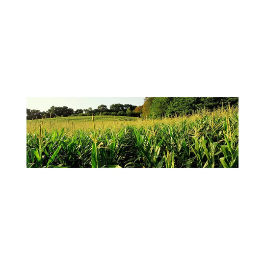 Cornfield, Baltimore County, Maryland, USA - Print
