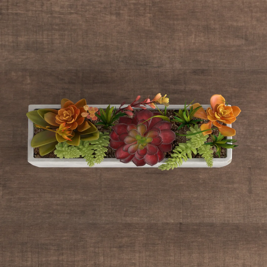 Succulent Plant in Planter