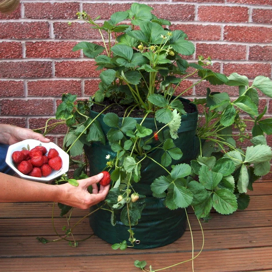 Helms Strawberry Plastic Plant Pot