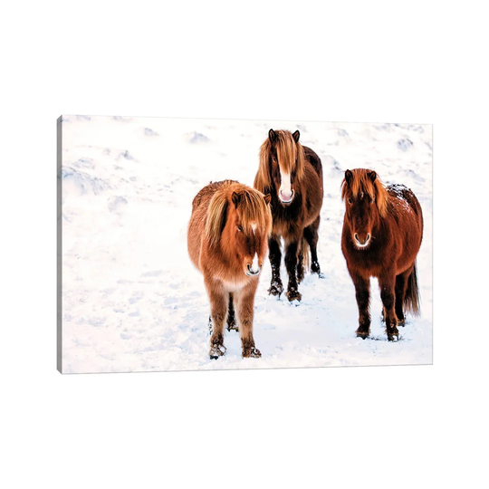 Three Amigos by David Gardiner - Wrapped Canvas Graphic Art