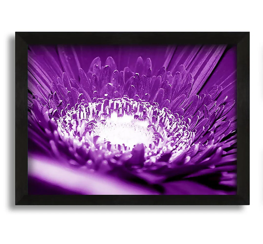 Daisy Centre Purple Framed Print