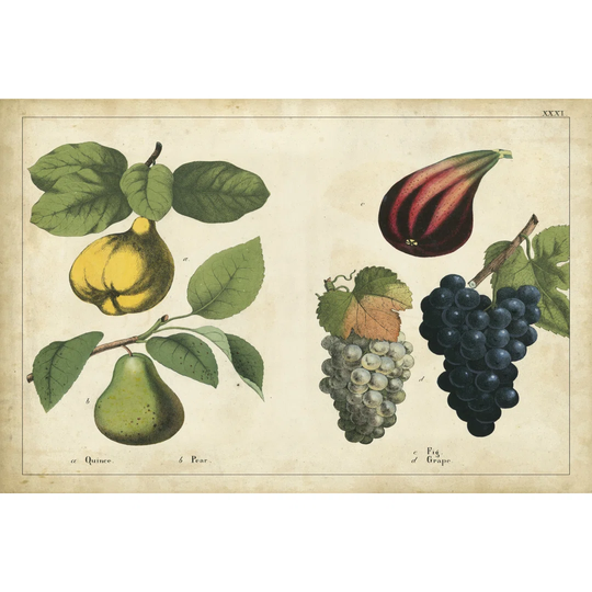 Kitchen Fruits IV