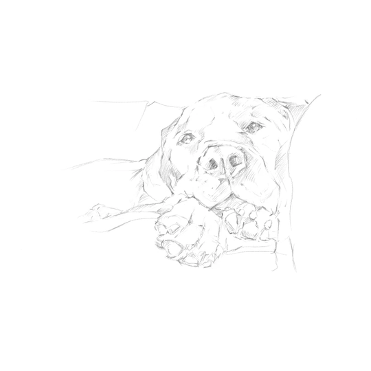 Lazy Dog I by Ethan Harper - Wrapped Canvas Drawing