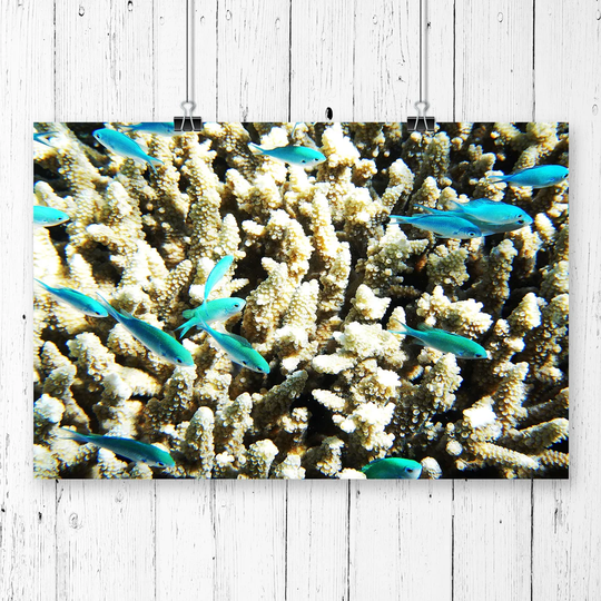 'Great Barrier Reef Fish Coral' Photographic Print