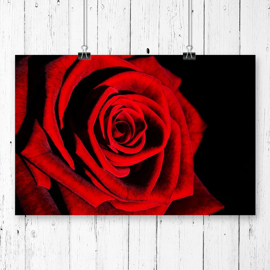 'Red Rose Flower' Graphic Art