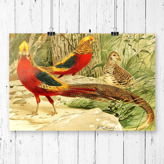 'Vintage Golden Pheasants' by W Kuhnert Graphic Art