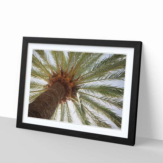 'Landscape Spain Madrid Palm Tree' Framed Photographic Print