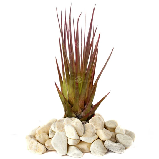 Tillandsia Melanocrater