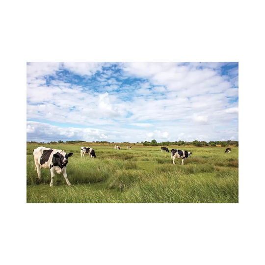 Cows In The Field