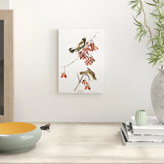'Rice Bird' by John James Audubon Graphic Art