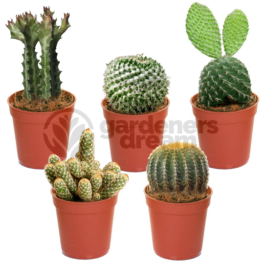 5 Piece Cactus Mix Set