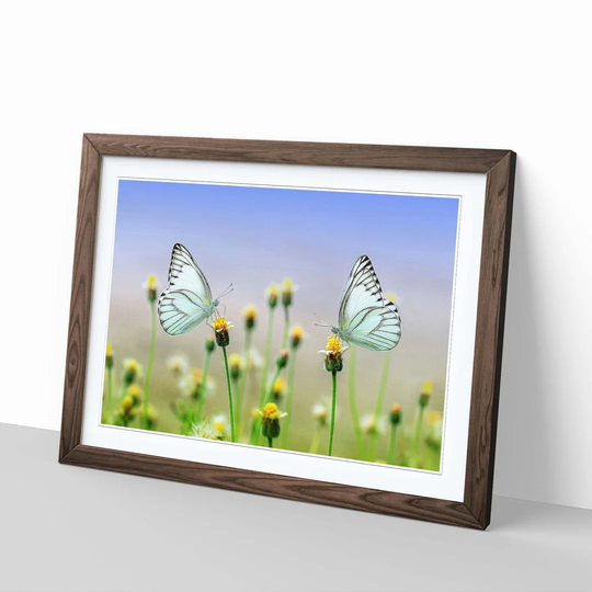 'Two Butterflies on Yellow Flowers' Framed Photographic Print