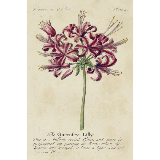 Gardeners Guide VII - Wrapped Canvas Graphic Art