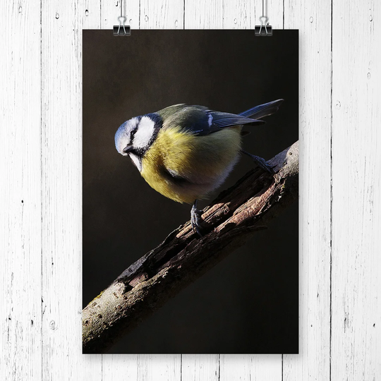 "Blue Tit Bird" Graphic Art