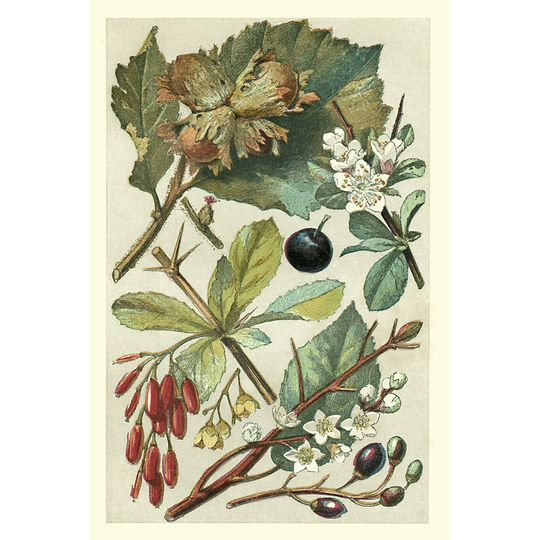 Fruits and Foliage V - Wrapped Canvas Painting
