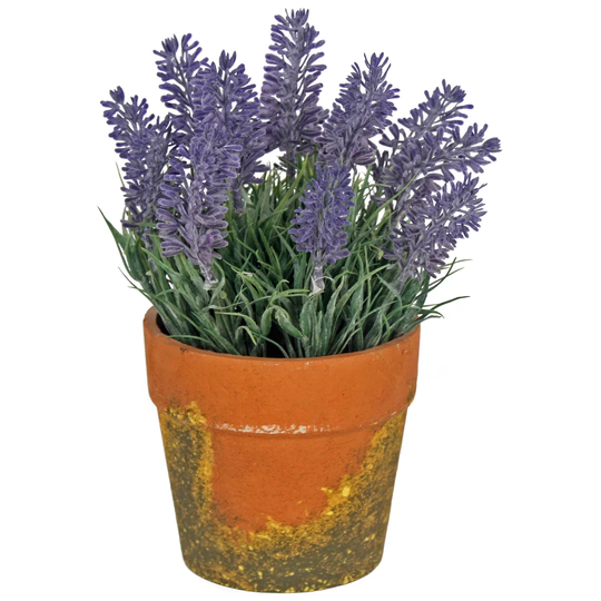 Lavender Plant in Pot