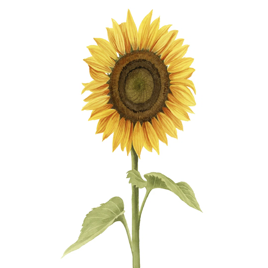 Sunny Flower II - Wrapped Canvas Painting