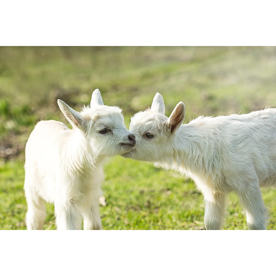 Two Cute Kid On The Green Grass
