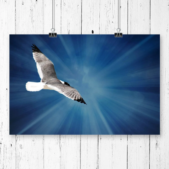 'Seagull Bird' Graphic Art