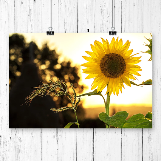 "Flower The Yellow Sunflower" Graphic Art