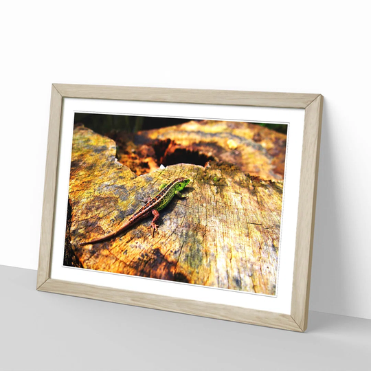 'Lizard Reptile 3' Framed Photographic Print