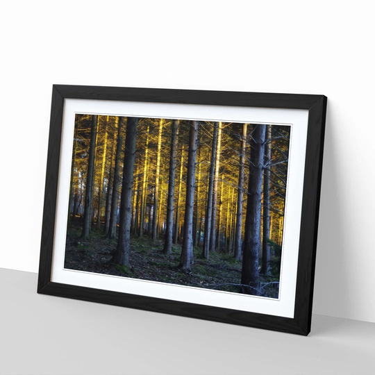 'Landscape Sunlight Through Forest Woodland 5' Framed Photographic Print