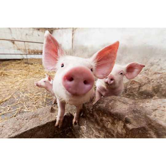 Piglet on Pig Farm Staring Into Camera - Wrapped Canvas Photograph