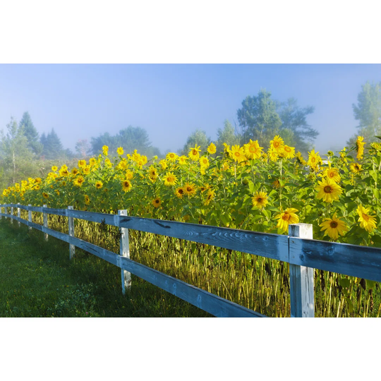 Sunflowers During An Early Morning Fog.