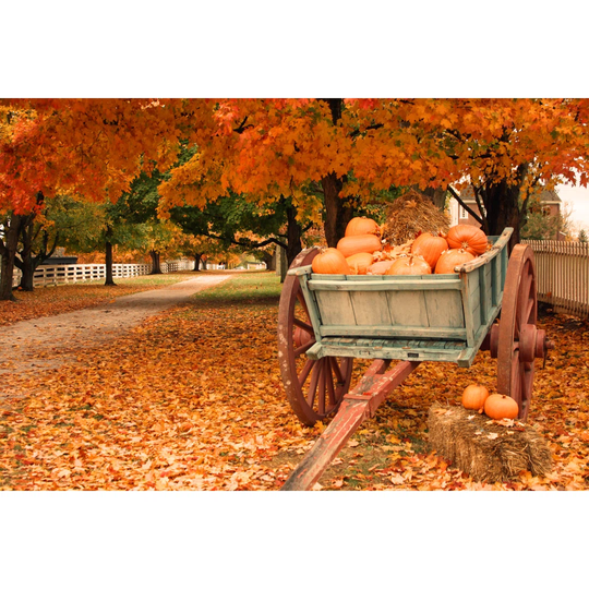 Fall Colors & Pumpkins