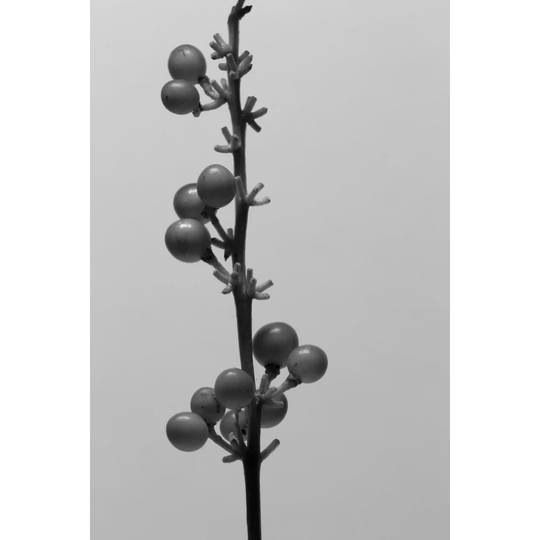Liriope IV by Renée W. Stramel - Wrapped Canvas Photograph