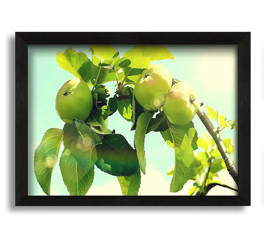 Apple Tree - Picture Frame Graphic Art on Canvas