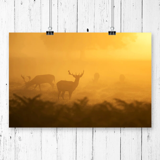'Stag Sunrise Landscape' Graphic Art