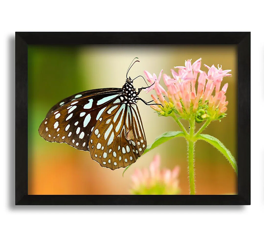 Butterfly Feeding Time - Picture Frame Photograph on Canvas